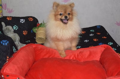 CHIOT - Spitz allemand