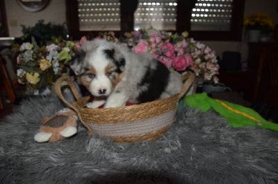 Les chiots de Berger Australien