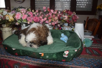 CHIOT 2 - Shih Tzu