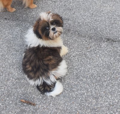 Les chiots de Shih Tzu