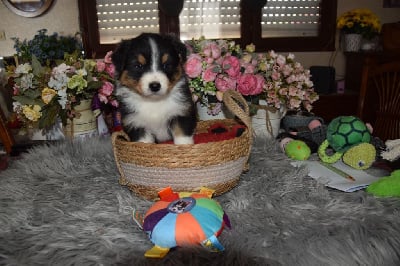 Les chiots de Berger Australien