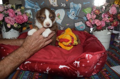 Les chiots de Berger Australien