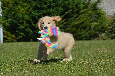 Les chiots de Golden Retriever