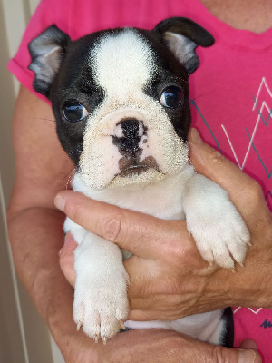 Les chiots de Boston Terrier