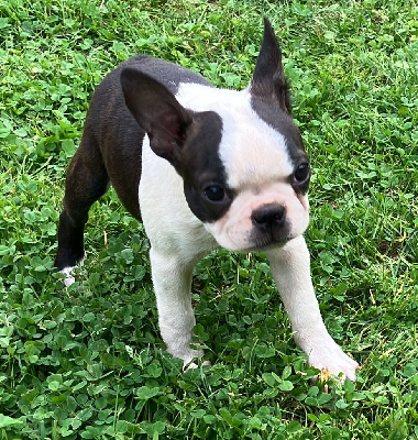 Les chiots de Boston Terrier