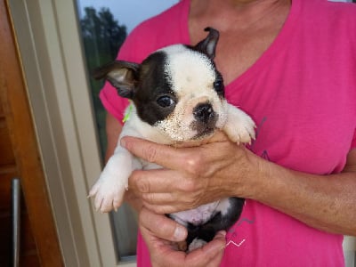 Les chiots de Boston Terrier