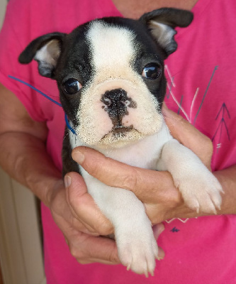 Les chiots de Boston Terrier