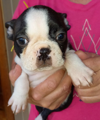 Les chiots de Boston Terrier