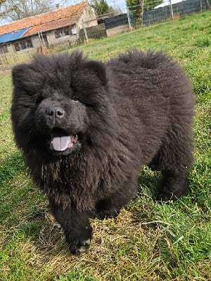 Les chiots de Chow Chow