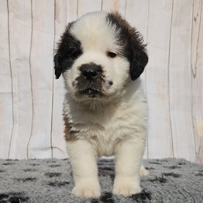 Les chiots de Chien du Saint-Bernard