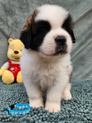 Les chiots de Chien du Saint-Bernard