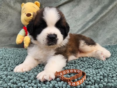 Les chiots de Chien du Saint-Bernard