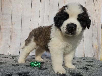 ASTON (collier vert) - Chien du Saint-Bernard