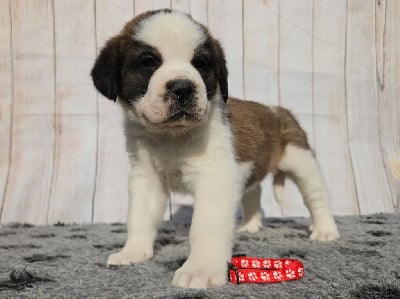 Les chiots de Chien du Saint-Bernard