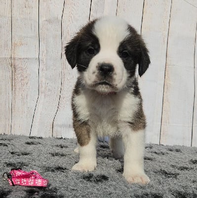 ATHENA (collier Rose os) - Chien du Saint-Bernard