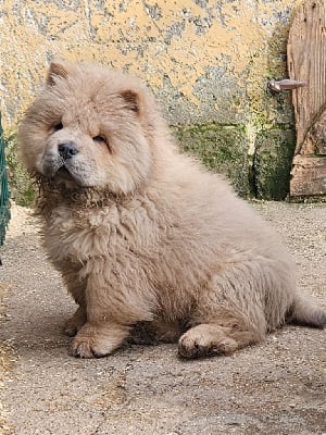 Les chiots de Chow Chow