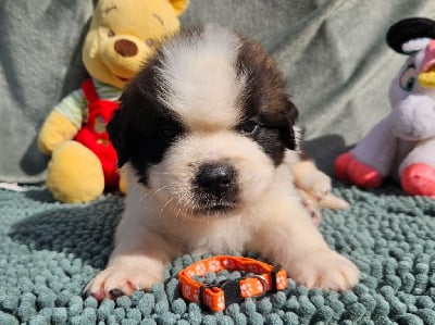 Les chiots de Chien du Saint-Bernard