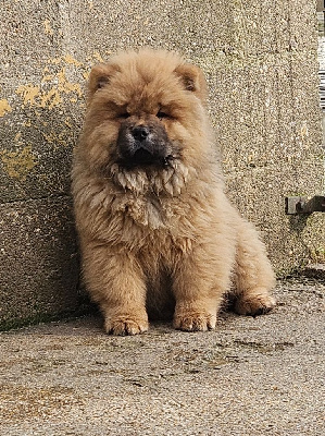 Les chiots de Chow Chow