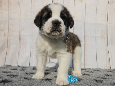 ADES (collier bleu) - Chien du Saint-Bernard