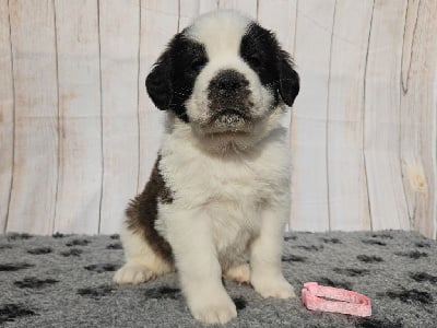 Les chiots de Chien du Saint-Bernard