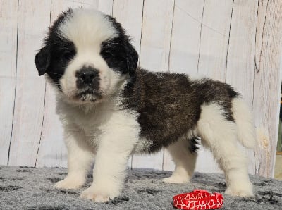 ANITA (collier Rouge craquelé) - Chien du Saint-Bernard