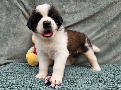 Les chiots de Chien du Saint-Bernard