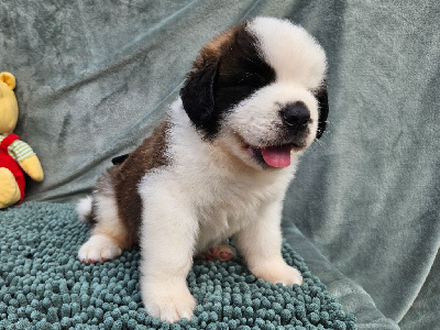 Les chiots de Chien du Saint-Bernard