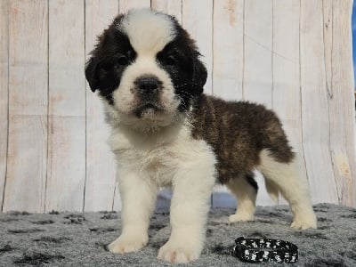 APACHE (collier noir) - Chien du Saint-Bernard