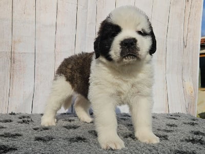 Les chiots de Chien du Saint-Bernard