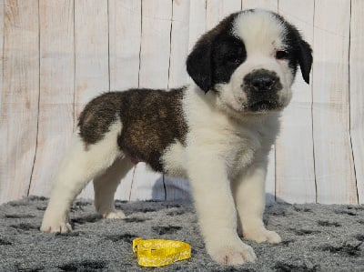  ARAMIS (collier jaune) - Chien du Saint-Bernard