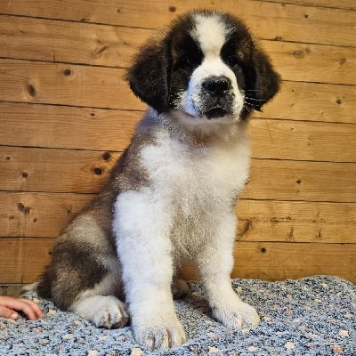 Les chiots de Chien du Saint-Bernard