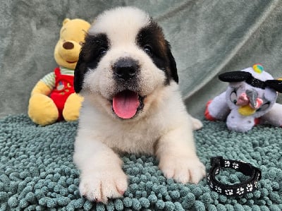 Les chiots de Chien du Saint-Bernard