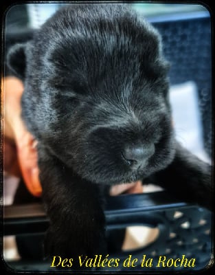 Les chiots de Scottish Terrier