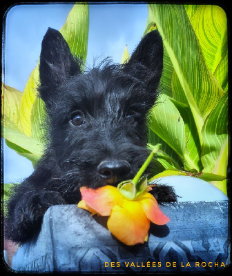 CHIOT 3 - Scottish Terrier