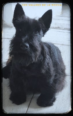 Les chiots de Scottish Terrier