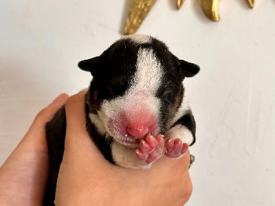 Les chiots de Bull Terrier Miniature