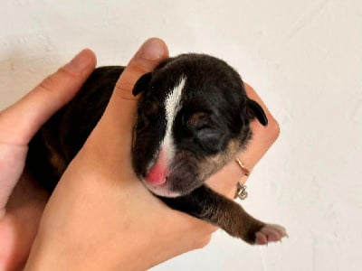 Les chiots de Bull Terrier Miniature