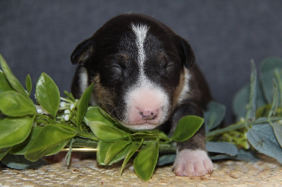 Les chiots de Bull Terrier Miniature