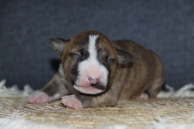 VOLTIGE DES JARDINS DE MARGAUX - Bull Terrier Miniature