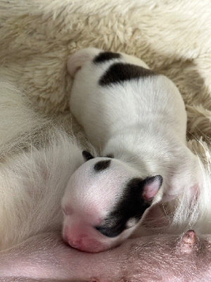 Les chiots de Chihuahua