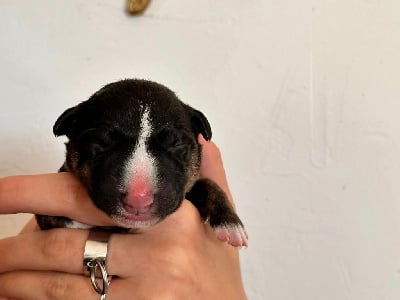 Les chiots de Bull Terrier Miniature