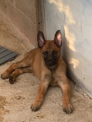 Les chiots de Berger Belge