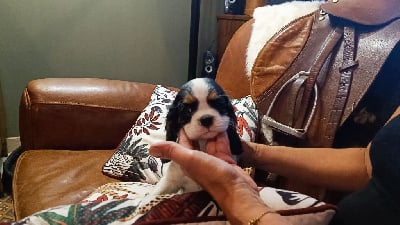 Les chiots de Cavalier King Charles Spaniel