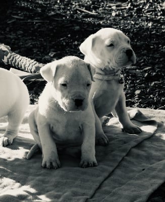 Les chiots de Dogo Argentino