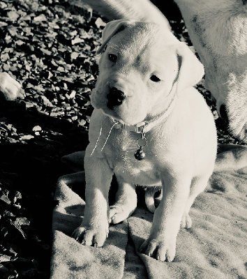 Les chiots de Dogo Argentino