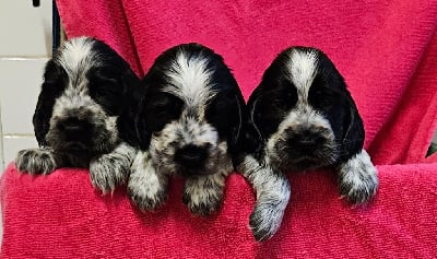 Les chiots de Cocker Spaniel Anglais