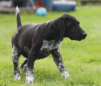 Les chiots de Braque allemand à poil court