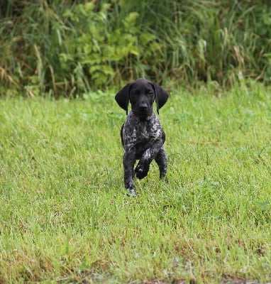 Les chiots de Braque allemand à poil court