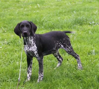 Les chiots de Braque allemand à poil court