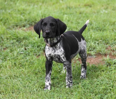 Les chiots de Braque allemand à poil court